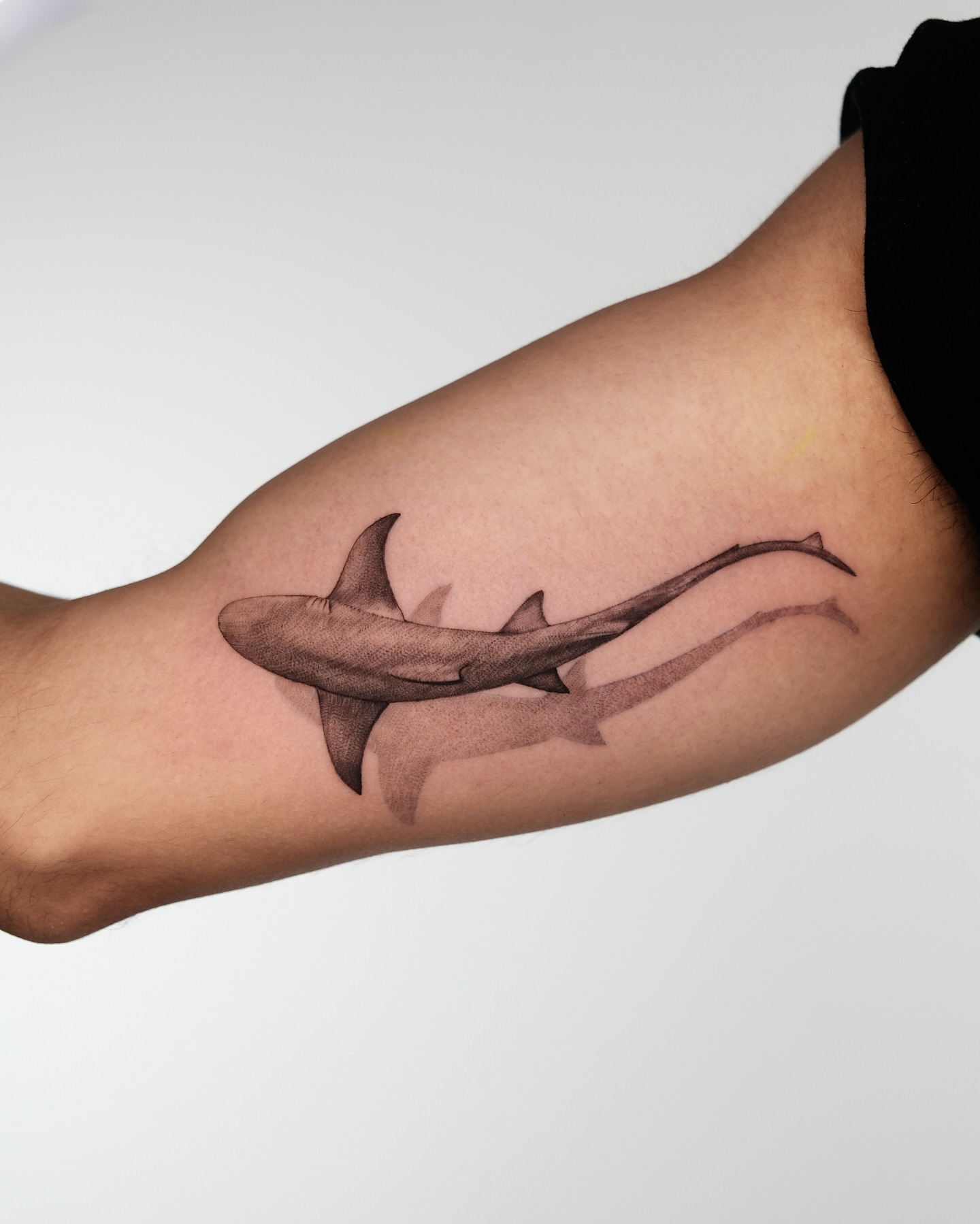 Hammerhead And Whale Shark Trio Tattoo