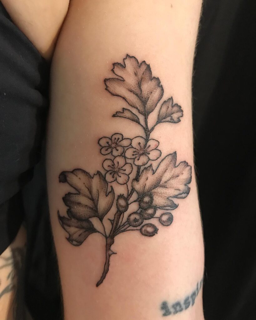 Classic Hawthorn Blossom and Berry Tattoo may birth flower tattoos tattoo