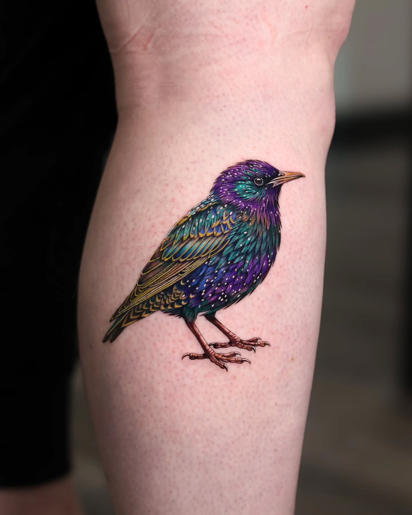 Colorful Starling Tattoo bird tattoos ideas for women tattoo