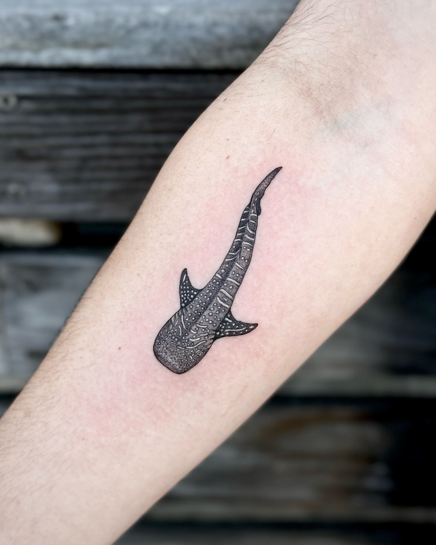 Great White Breaching Through Water Tattoo