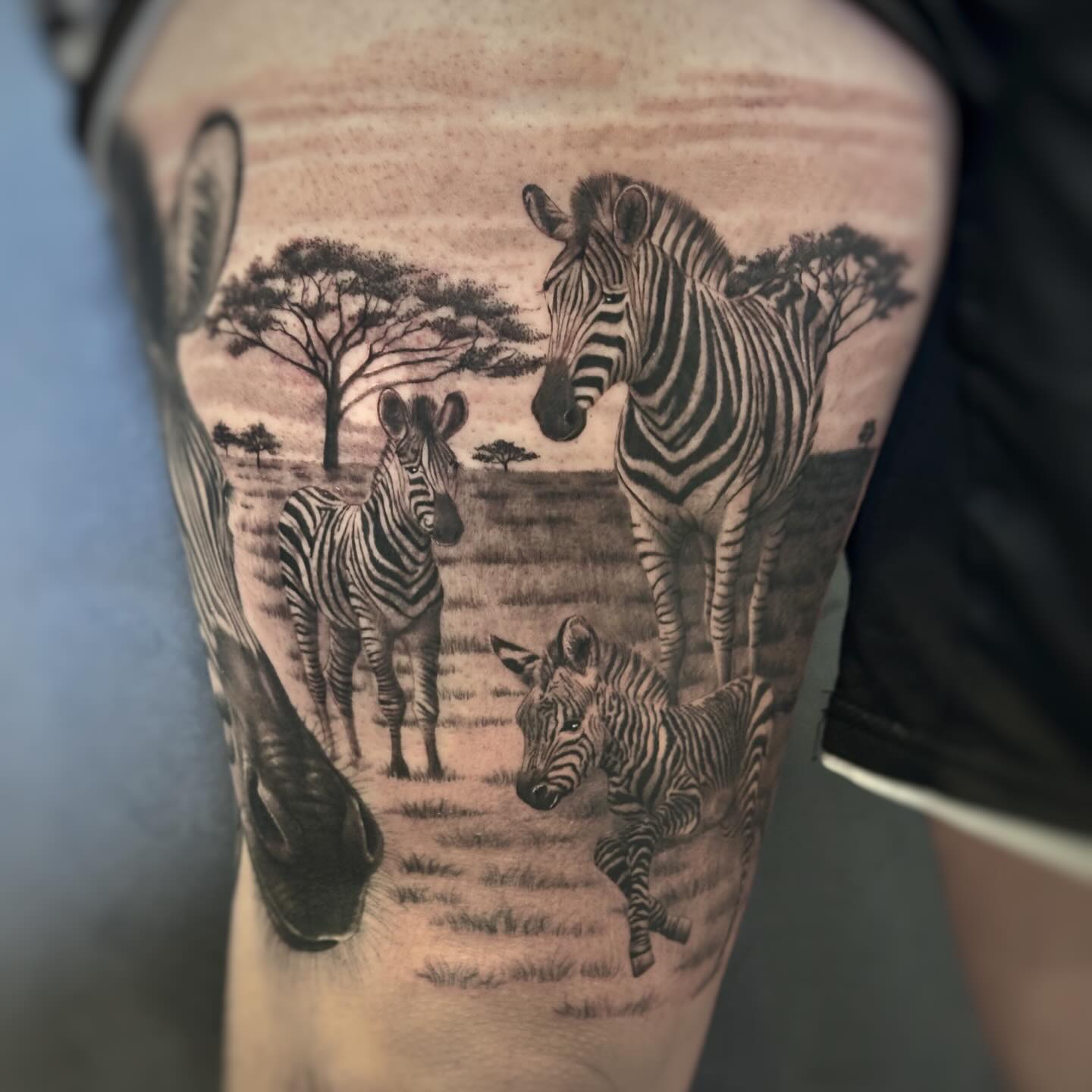 Zebra Family Savannah Tattoo