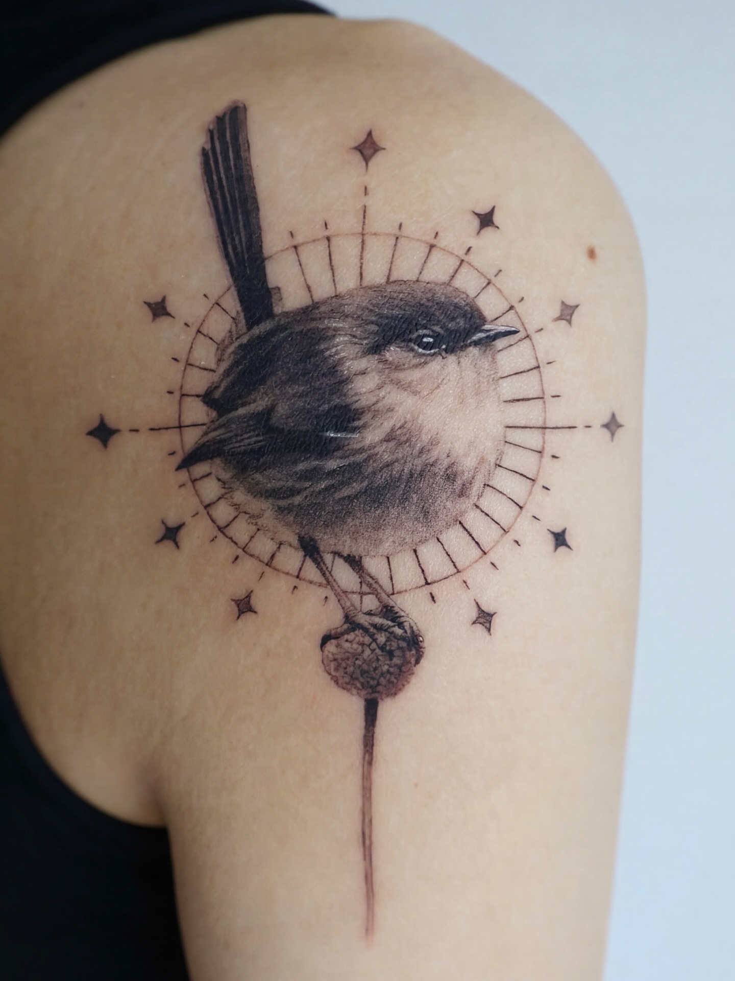 Wren With Stars Tattoo bird tattoos ideas for women tattoo