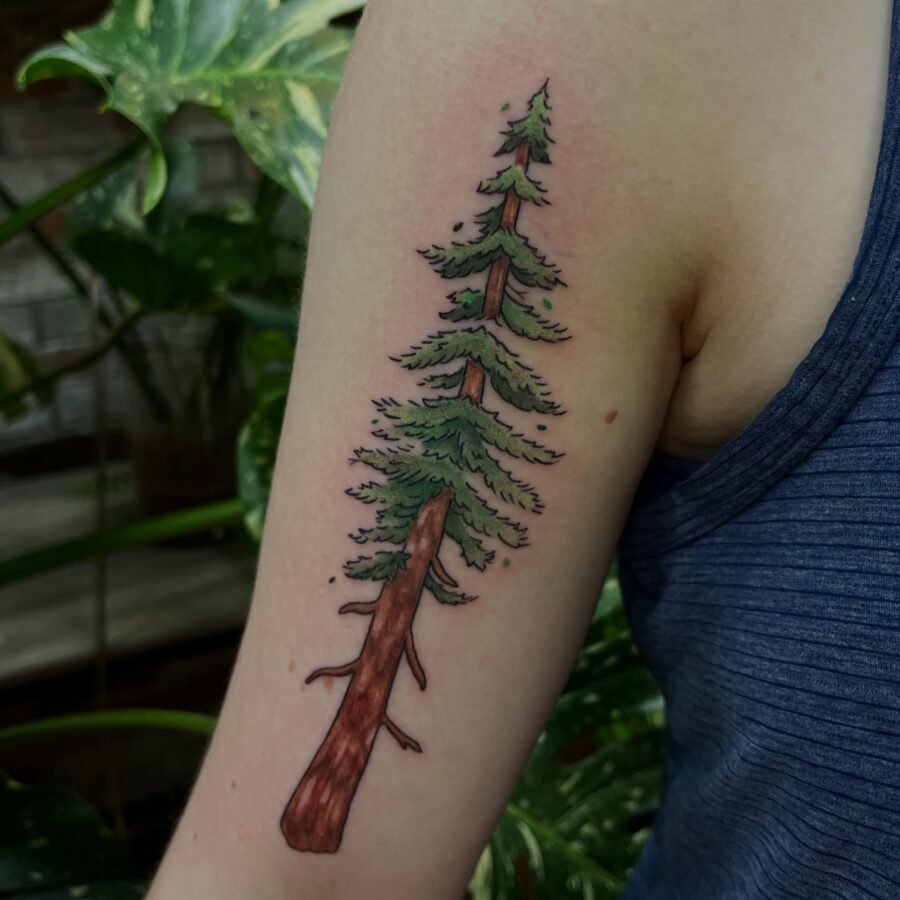 Beautiful redwood tree tattoo on arm Tattoo on skin