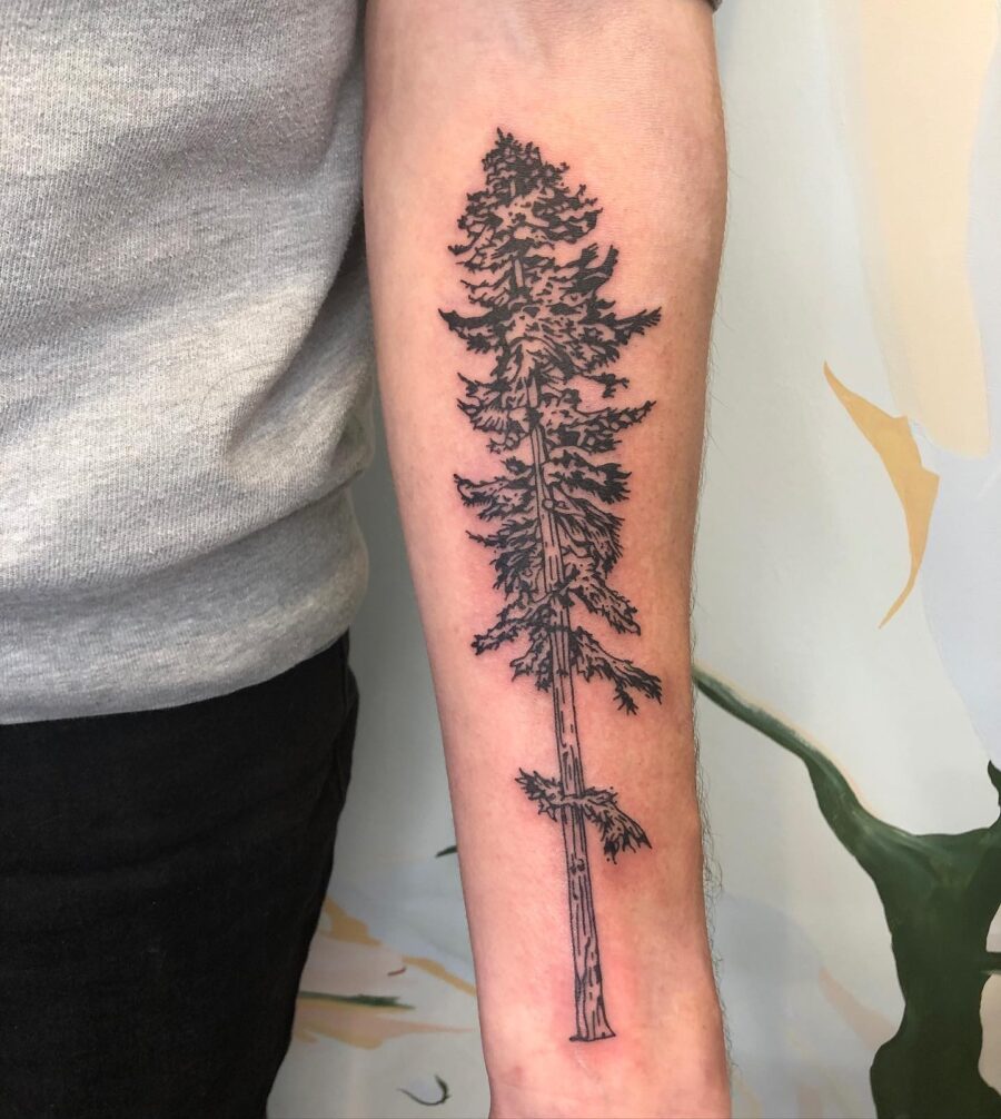 Elegant black ink redwood tree tattoo design Tattoo on skin