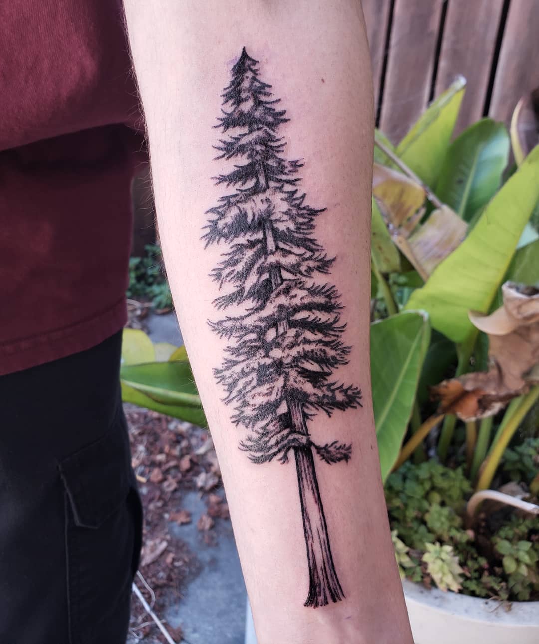 Elegant redwood tree tattoo on the forearm Tattoo on skin