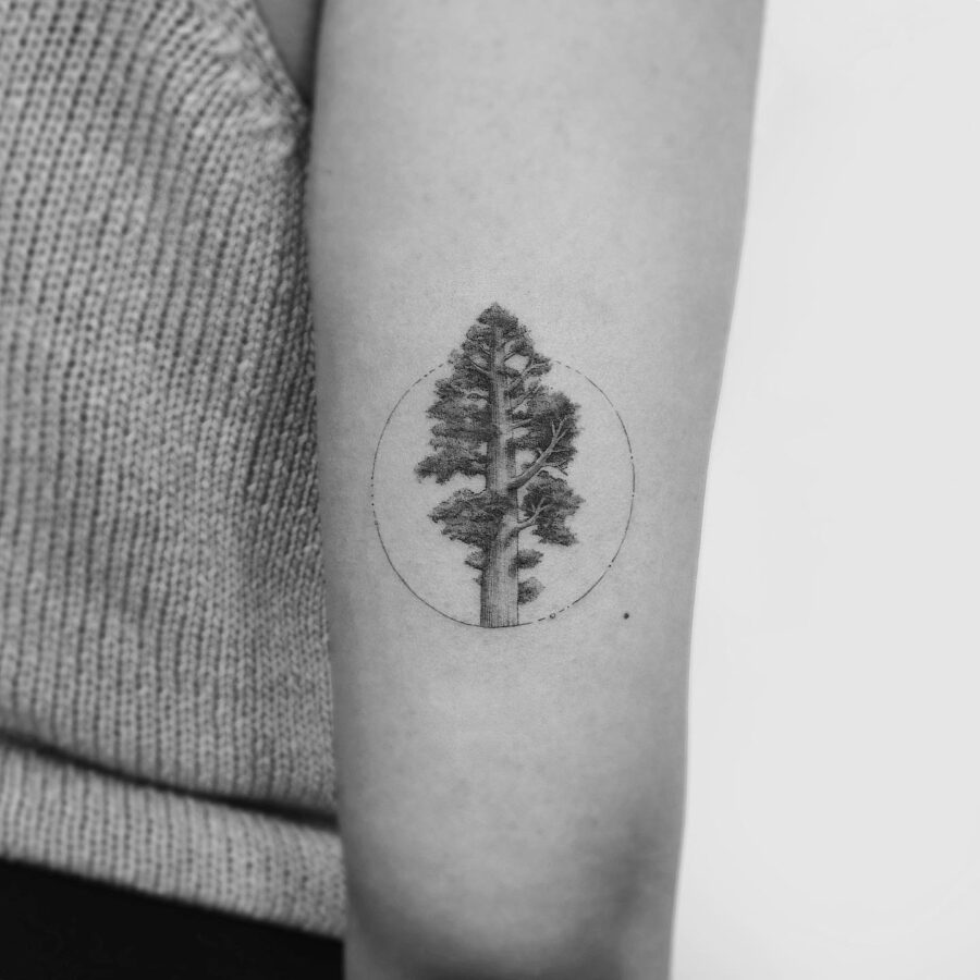 Minimalist Redwood Tree Tattoo in Circular Frame Tattoo on skin