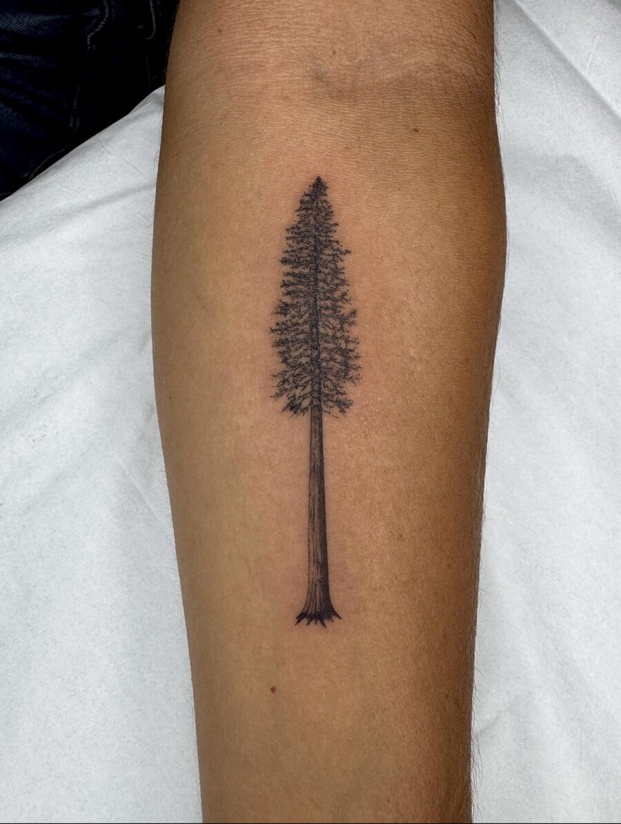 Minimalist redwood tree tattoo on forearm Tattoo on skin