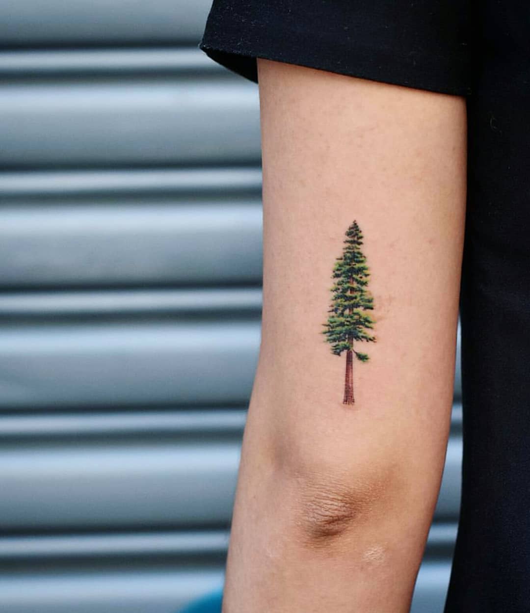 Minimalist redwood tree tattoo on the forearm Tattoo on skin