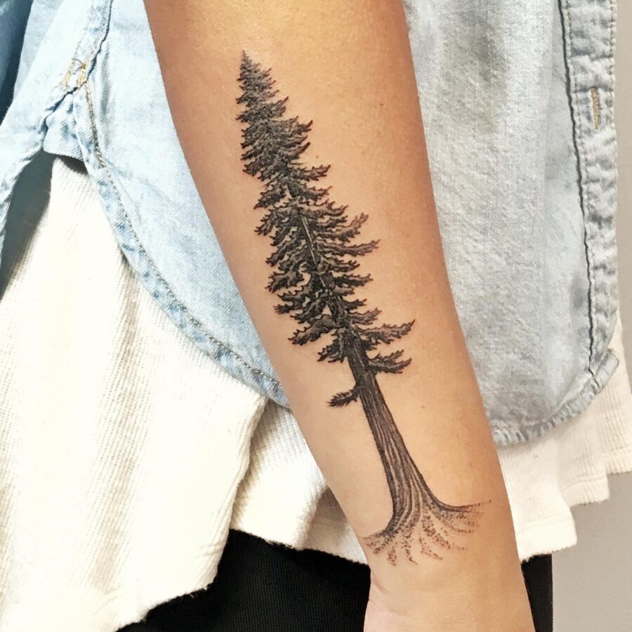 Nature-Inspired Redwood Tree Tattoo on Forearm Tattoo on skin
