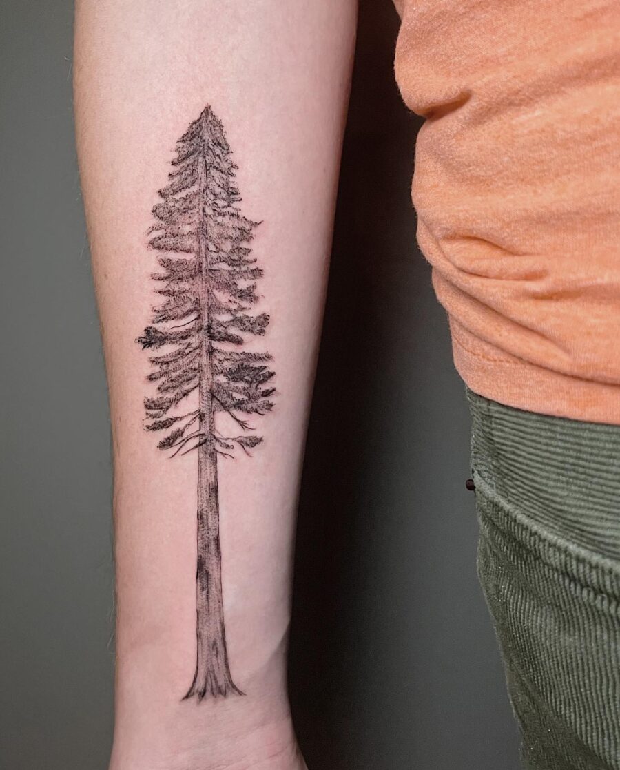 Stunning redwood tree tattoo on forearm Tattoo on skin