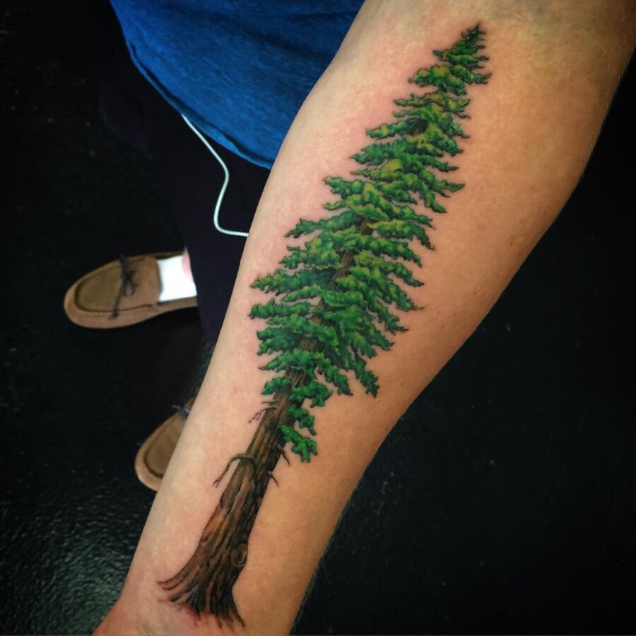Stunning redwood tree tattoo on forearm Tattoo on skin