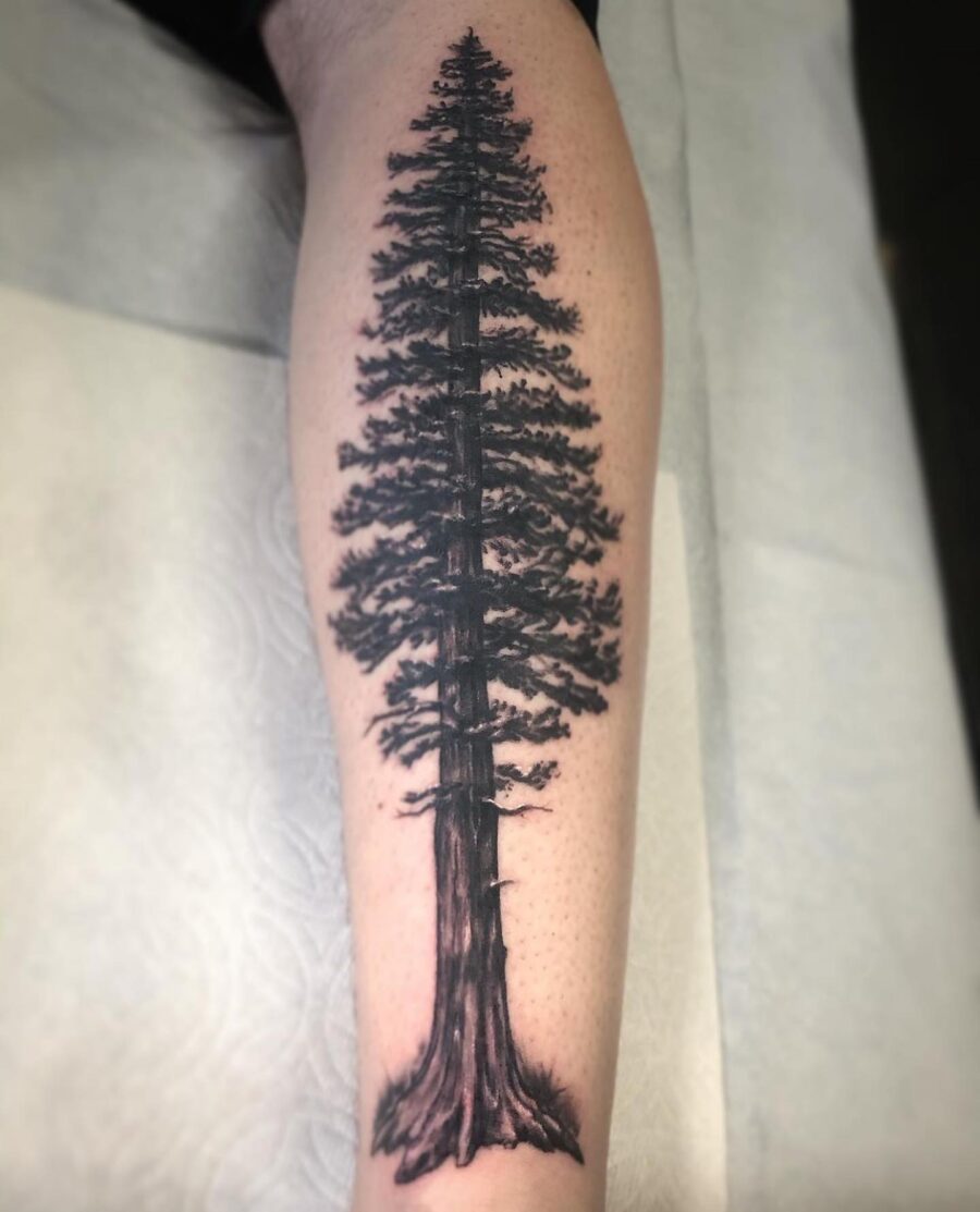 Stunning Redwood Tree Tattoo on Leg Tattoo on skin
