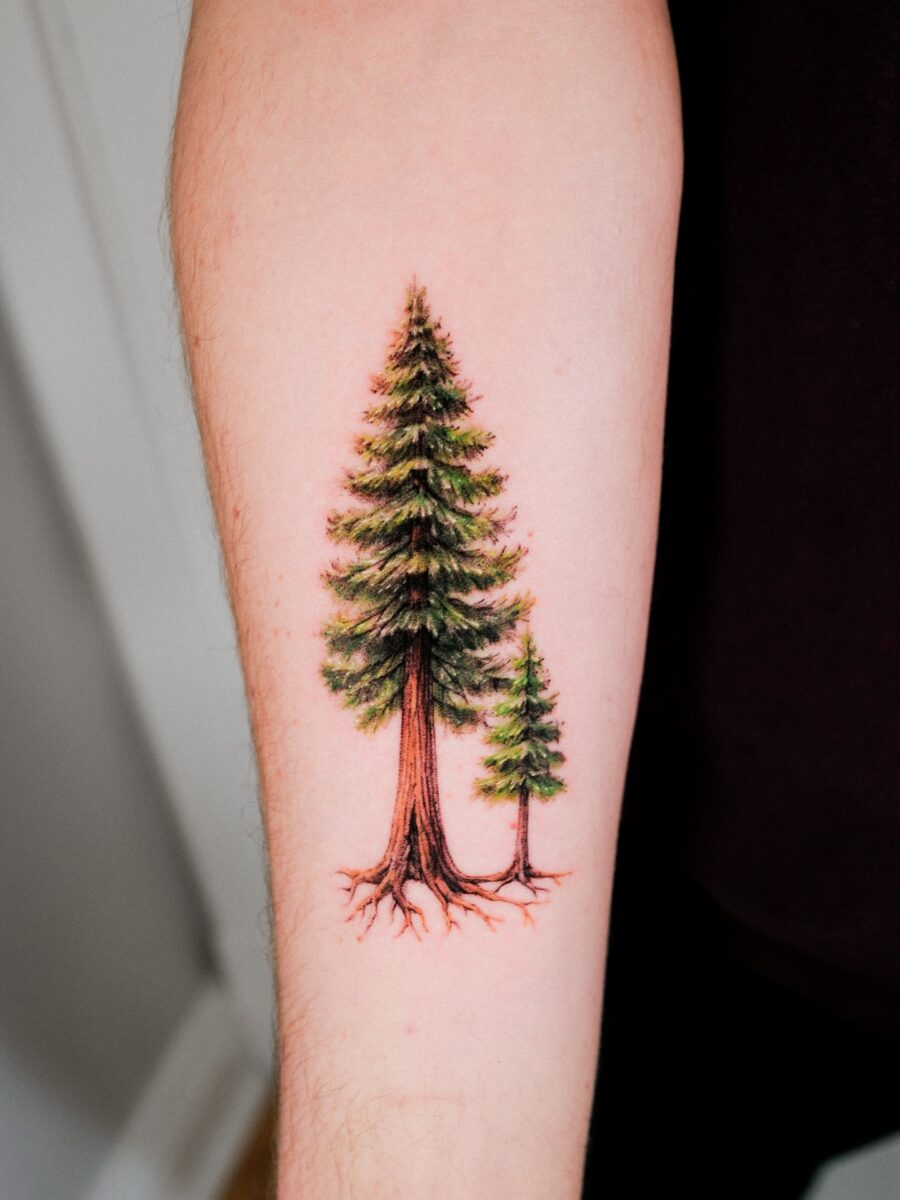 Vibrant redwood tree tattoo design with detail Tattoo on skin
