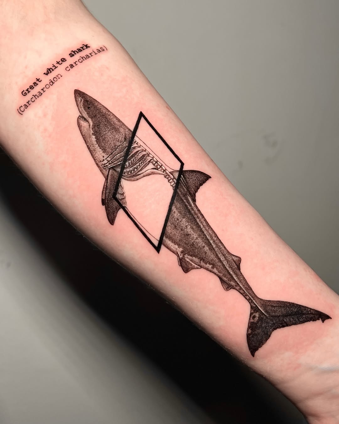 Detailed Great White Shark Tattoo Design Tattoo on skin