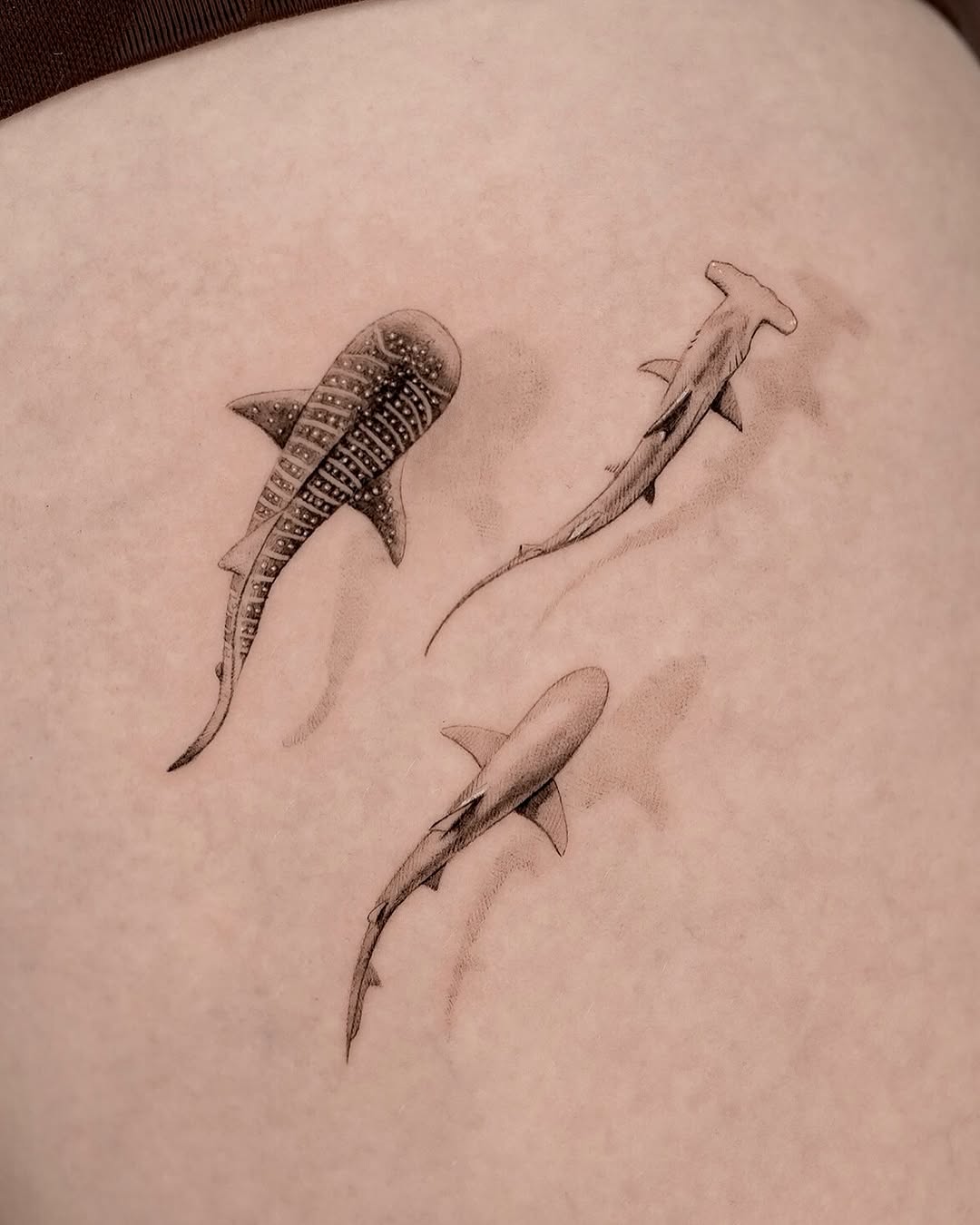 Elegant black-and-gray shark tattoo art Tattoo on skin