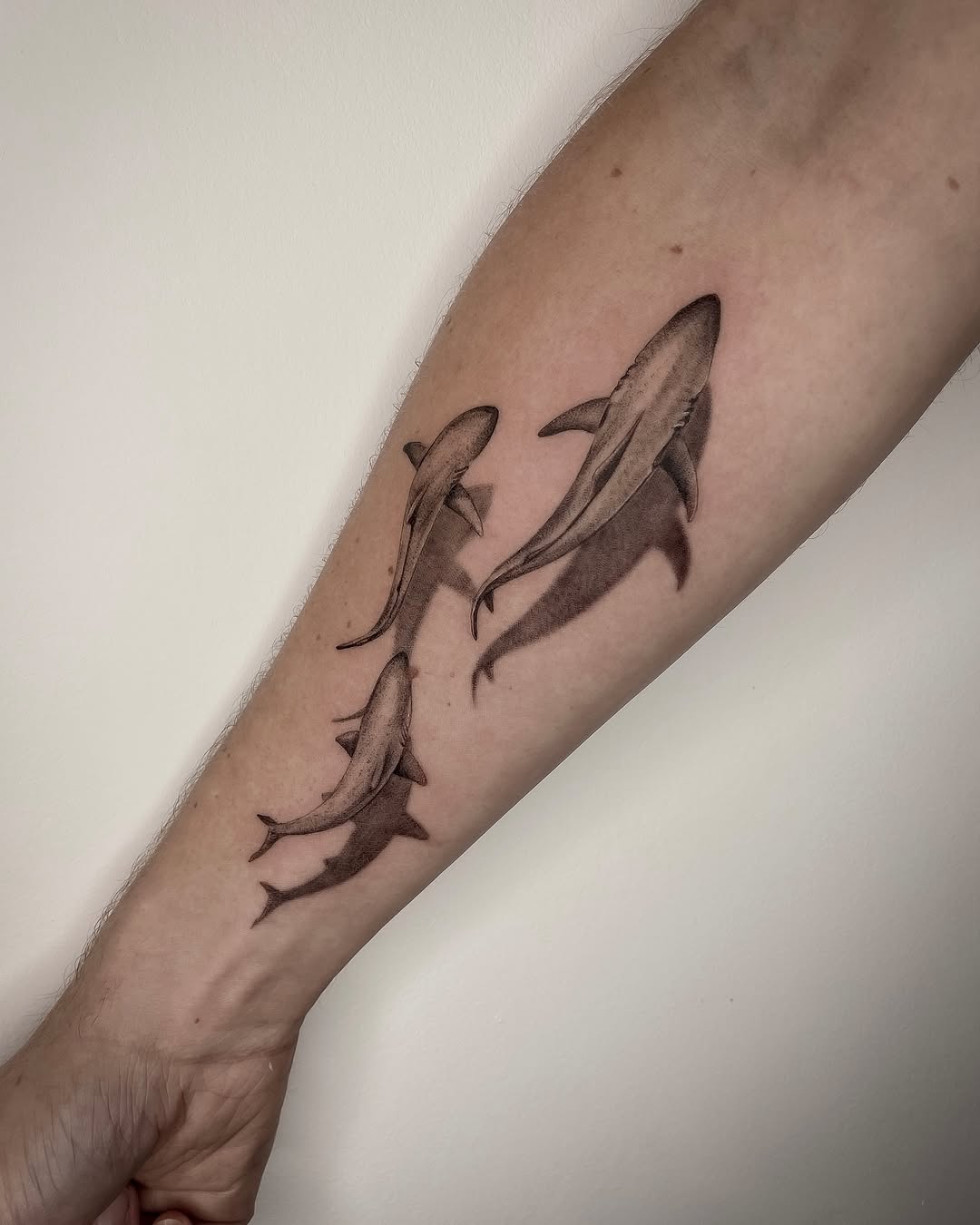Elegant Shark Tattoo Design on the Forearm Tattoo on skin